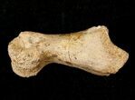 Small Theropod (Raptor) Toe Bone - Hell Creek Formation #12788-1